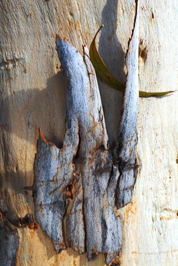 Texture Of Eucalyptus Bark by Joy Watson